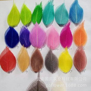 Florist Handmade Flower Floating Bottle DIY Dried Flower Material Immortal King Kong Leaf Spot Multicolor Vein Dried Flower