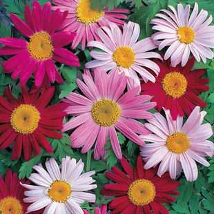 Mint Seeds Flower Seeds Mosquito Repellent Pyrethrum Wholesale Edible Cat Spearmint American Lemon Small Packaging