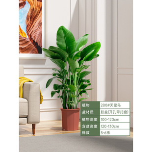 Doorway Potted Bird of Paradise Indoor Duck Foot Wood Rubber Tree Shade-Tolerant Plant Sunflower Living Room Large Floor-To-Ceiling Green Plant