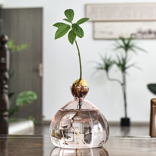 Japanese-style avocado hydroponic glass vase seed special planting vase fruit core hydroponic container color vase