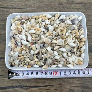 Drifting Bottle Material Accessories White Rice Snail Mediterranean Micro Landscape Landscaping by Jin Snow Bean Rice Snail Shell