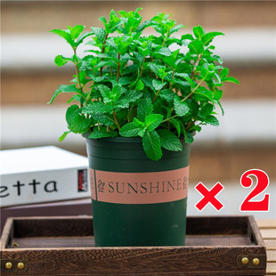 Mint Potted Hydroponic Mint Leaves Fresh Edible Rosemary Mosquito Repellent Plants Indoor Green Plants Florals Lemongrass