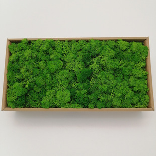 Eternal Moss wholesale Moss grade a 500g reindeer moss green flowers diy flowers Eternal Flowers wholesale