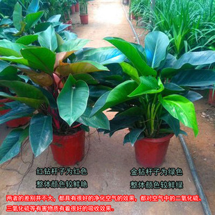Large-Leaf Gold Diamond Indoor Potted Living Room Green Plant Green Princess All Year Round Evergreen Green Diamond Office Formaldehyde-Absorbing Red Diamond