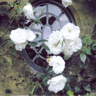 Rose Flower Seeds Climbing Vine Rose Rose All Year Round Flowering Wall Climbing Courtyard Indoor Flower Potted Plant Seeds