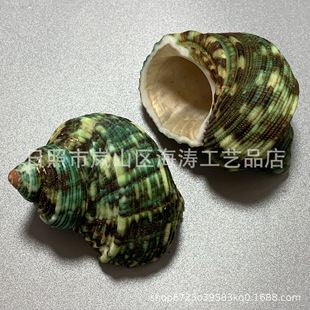 Natural Conch Shell Camouflage Rong Snail Gold Mouth Rong Snail Hermit Crab Replacement Shell Silver Mouth Rong Snail Aquarium Decoration