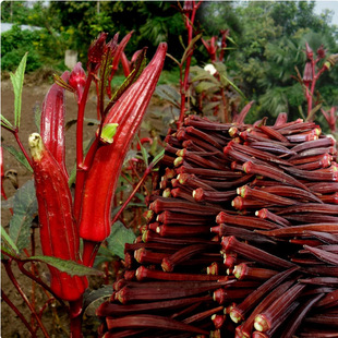 Health-Preserving Okra Seeds, Health-Preserving Red Okra Seeds, Vegetable Seeds, Farmhouse Garden Balcony Potted Plants, Sowing in All Seasons