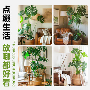 Monstera Large Potted Hydroponic Large-Leaf Plant Old Pile Living Room Large Green Plant Florals Office Open Back
