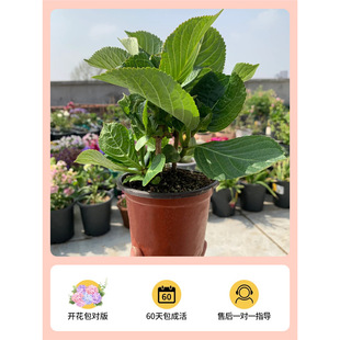 Hydrangea Flower Old Pile Potted Flower Seedlings Endless Summer Hydrangea Indoor Balcony Plants Courtyard Cold-resistant Good-growing Flowers Green Plants