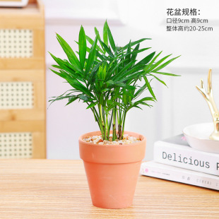 Podocarpus Potted Plant Jiulixiang with Potted Plant Good Fortune Tree Foliage Small Green Plant Spider Orchid Pocket Coconut Brown Bamboo