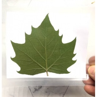 Jie Shake Audio and Video Live Broadcast Ping An Leaf Dry Leaf Plant Drying Treatment Laser Carving Photo Pattern Leaf Carving Material