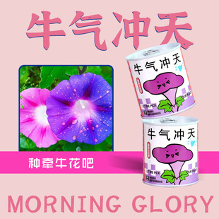 Creative plant gift planting desktop green plant fun kindergarten children's mini potted activities canned flower potted plant
