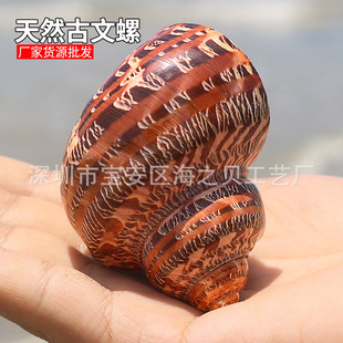 Ancient Snail Natural Conch Shell Fish Tank Landscape Decoration Cat's Eye Salamander Snail Shell Fish Hermit Crab Spare Replacement Shell