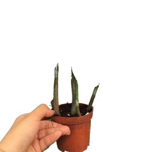 Base Direct Supply 90 Luk Fook Fortune Tree Home Green Plant Potted Flower Plant Bonsai Group Potted Florals