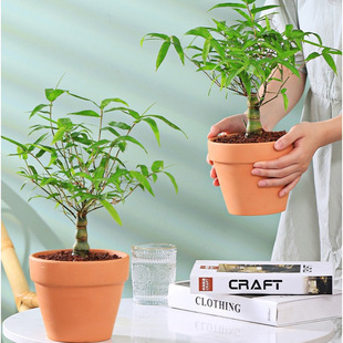 Buddha Belly Bamboo Potted Arhat Bamboo Old Pile Evergreen Plant Office Living Room Dwarfed Bonsai Florals and Green Plants
