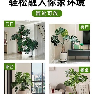 Bamboo tortoise living room large potted big leaf old pile plant indoor large good ground large Lu plant four seasons green plant