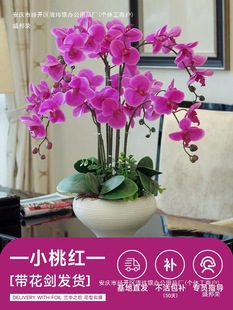 Phalaenopsis potted plant with flower bud autumn and winter cold-resistant orchid flower seedling annual flower big flower four seasons flower plant indoor flower
