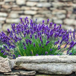 Lavender Seeds, Larvae Flower Seeds, Cold-Resistant, Northern and Northeastern Four-Season Species, Easy-To-Live Flowering Flower Seeds, Mosquito Repellent Grass Balcony Plants