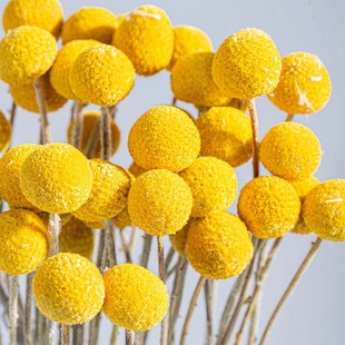 Wholesale Eternal Flower Material Gold Ball Dried Flower Bouquet Accessories Home Decoration Flower Arrangement Photo Props in Stock