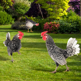 Cross-border Acrylic Outdoor Scene Simulation Chicken Decoration Garden Decorations Double-sided Animal Simulation Chicken Floor Insertion