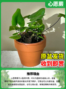 Boston Fern Landscaping Potted Spider Orchid Hanging Boston Fern Overlord Fern Kidney Fern Indoor Decoration Green Plants