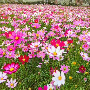 Cosmos Flower Seeds, Gesang Flower Seeds, Spring and Summer Blooming Easy-To-Live Flower Seeds, Courtyard Four-Season Wildflower Combination Seeds