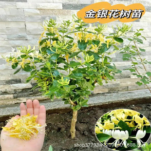 Honeysuckle Sapling Beihua No. 1 Edible Medicinal Climbing Plant Potted Ground Planting All Year Round South and North Blooming