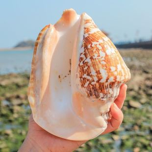 Ушная улитка Будды натуральная негабаритная раковина раковина ухо улитка ремесла домашнего украшения