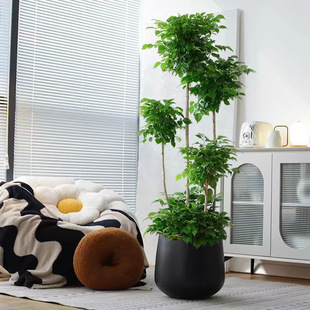 Large Multi-Layered Happy Tree Potted Plant, Big Old Pile, Indoor Living Room, Safe Tree That Absorbs Formaldehyde, Evergreen and Easy to Grow in All Seasons