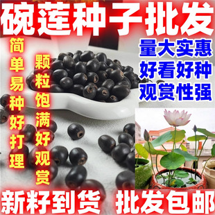 Wholesale Lotus Seed Bowl Lotus Seed Water Lotus Water Lily Hydroponic Soilless Planting Summer Running in Rivers and Lakes Large Discounts