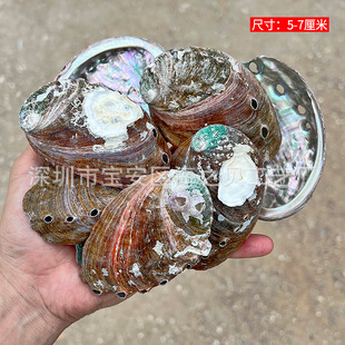 Natural shell conch sea star fish tank aquarium creative landscaping hermit crab replacement shell decoration diy material wholesale