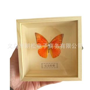 Marine Biological Specimen Table Real Butterfly Specimen Insect Specimen Birthday Gift Stereoscopic Frame Display Frame Picture Frame