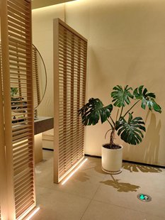 Big-leaf Bamboo Turtle-backed Bamboo Old Pile-shaped Potted Plant Large Indoor Green Plant Living Room Good Plant Formaldehyde Absorption Office Flowers