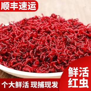 Fresh red worm extra large male worm live bait feeding bait pulling bait wild fishing bait crucian carp fishing earthworm bait
