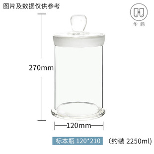 Plant Specimen Bottle Animal Pathology Seeds Transparent Round Display Bottle Pickled Wine Pickles Dried Goods Tea Storage Jar