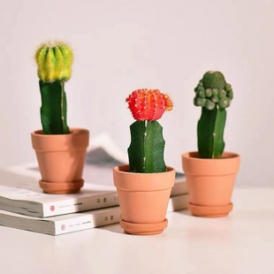 Colorful Cactus Three-Colorful Ball Combination Flowering Potted Indoor Radiation-Proof New Succulent Office Desktop Green Plant