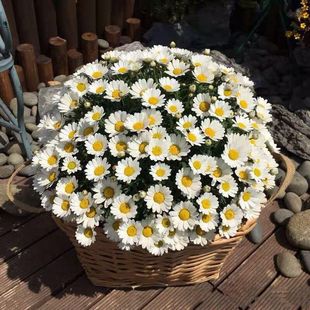 Marigold Flower Seeds Gesang Flower Seeds Mixed Color All Year Round Sowing and Blooming Easy to Survive Flower Seeds Courtyard Home Gardening