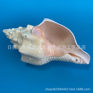 Yellow Vortex Snail West Africa Saint-Lo Natural Shell Conch Home Decoration Fish Tank Landscape Crafts Collection Factory Wholesale