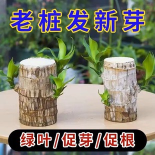 Special Fertilizer for Brazilian Wood Nutrient Solution, Lucky Wood Hydroponic Sprouting, Anti-Yellow Leaves, Bottom Mold Rooting Liquid Flower Fertilizer