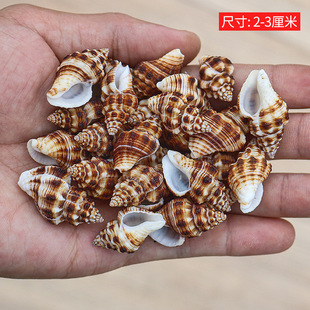 0.2-4cm natural starfish shell conch kindergarten handmade diy micro landscape consumption materials wholesale by catty