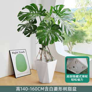 Monstera Old Pile Large-Shaped Potted Indoor Living Room Plant Is Easy to Grow in All Seasons. Fairy Cave Large Leaves Absorb Formaldehyde Green Plants