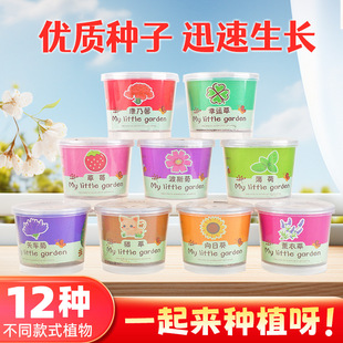 Planting Small Potted Gift Cat Grass Mint Seeds Desktop Green Plant Mini Creative Potted Sunflower Strawberry Planting
