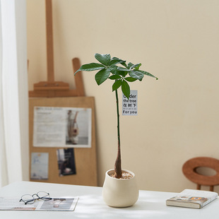 2025 Scandinavian Ins Green Plants Potted Florals Office Desktop Decorations Purify the Air and Remove Formaldehyde
