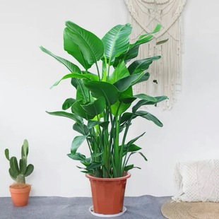 Bird of Paradise Potted Plants in the Living Room and Office, Large Green Plants, Four-Season Florals, Large-Leaf Plants, New House, Home Formaldehyde Absorption