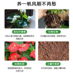 Red Palm special fertilizer white palm nutrient solution smooth nutrient solution red palm special nutrient solution White palm fertilizer