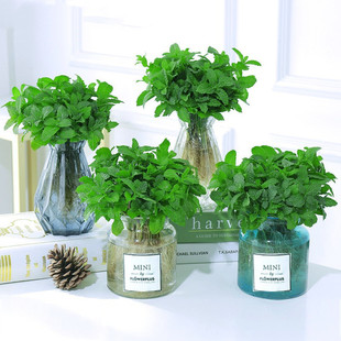 Lemon Mint Potted Edible Rosemary Mint Leaf Seedlings Mosquito Repellent Hydroponic Florals Indoor Green Plants