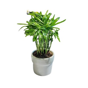 Sanwei Kwai Pocket Coconut Potted Plant Is Evergreen and Easy to Feed Indoor Green Plants, Office Desktop Coffee Table, Small Bonsai