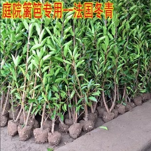 French Holly Saplings, Fence Seedlings, Evergreen Courtyard Greening Seedlings, Large-Leaf Holly Seedlings, Coral Tree Fence Seedlings