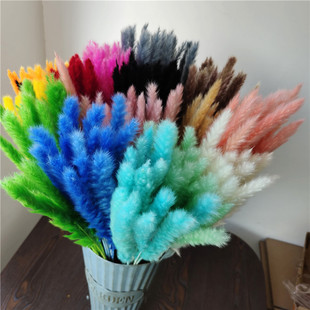 Ins Dried Flower Reed Wedding Decoration Internet Celebrity Small Reed Home Decoration Pampas Grass Puff Flower