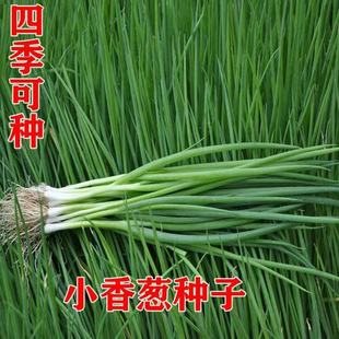 16 Kinds of Vegetable Seed Packages, Green Leafy Vegetable Seeds, Easy to Grow New Rapeseed All Year Round, Summer, Autumn and Winter Balcony Courtyard